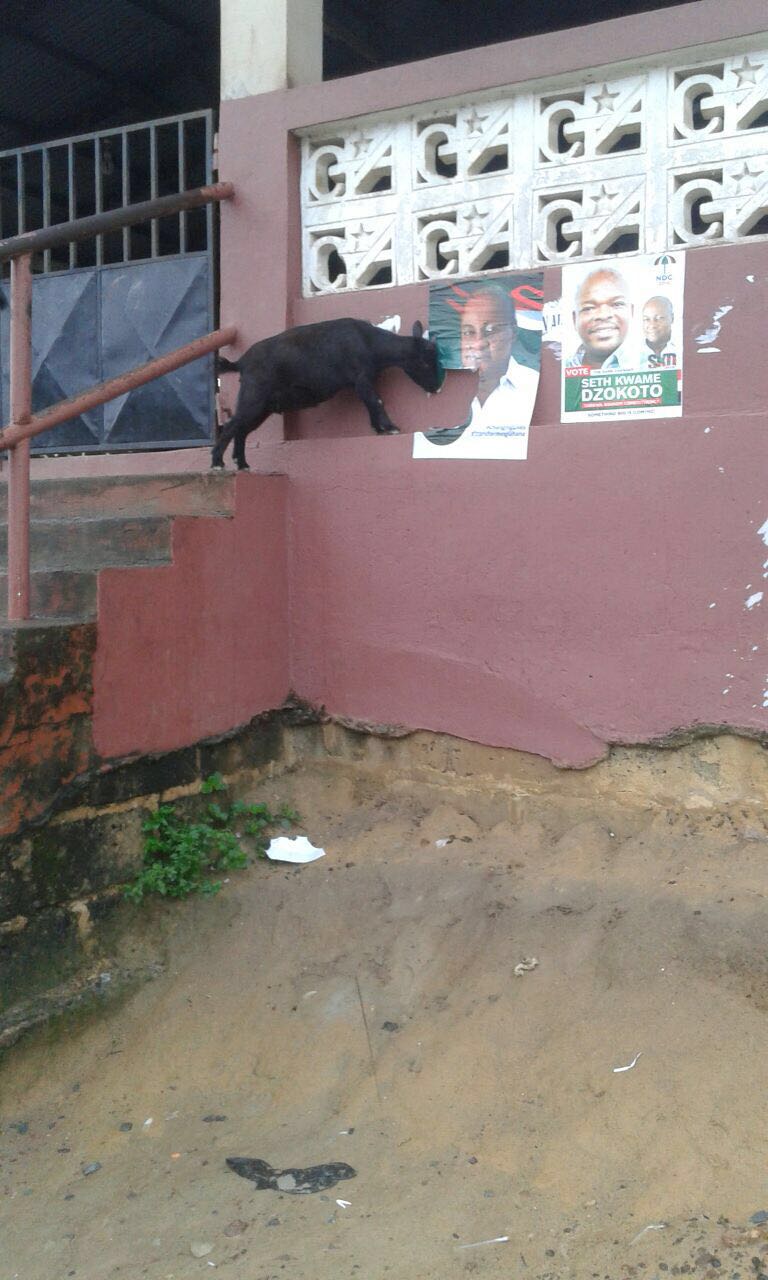 Goat Destroying Mahama poster